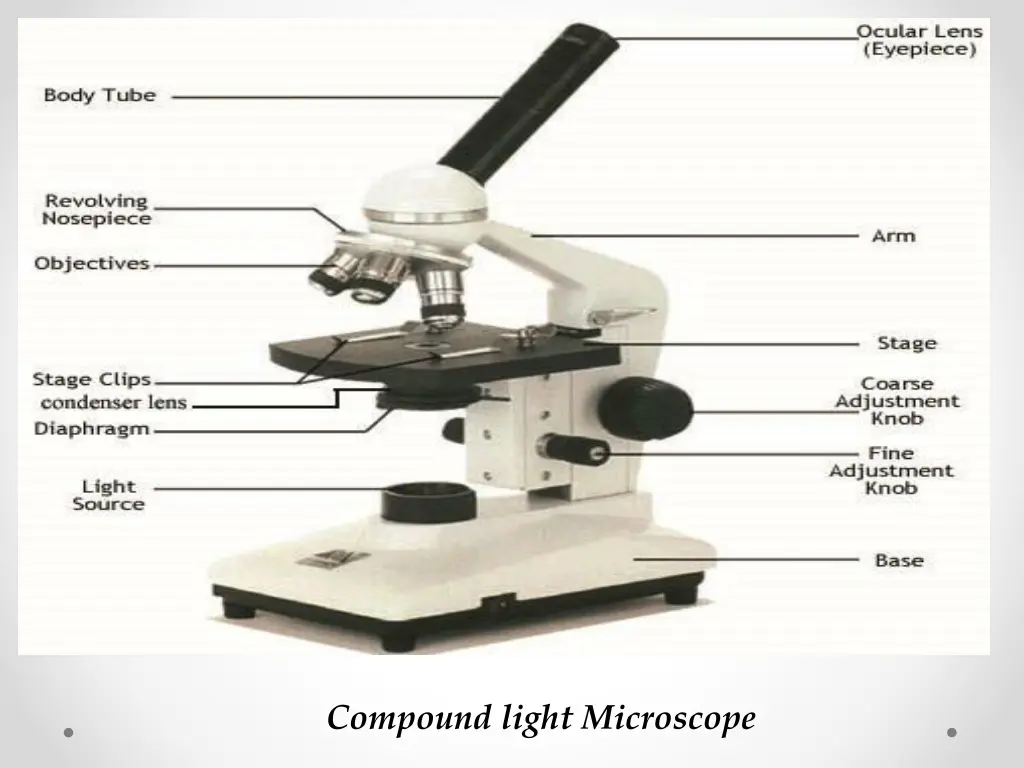compound light microscope