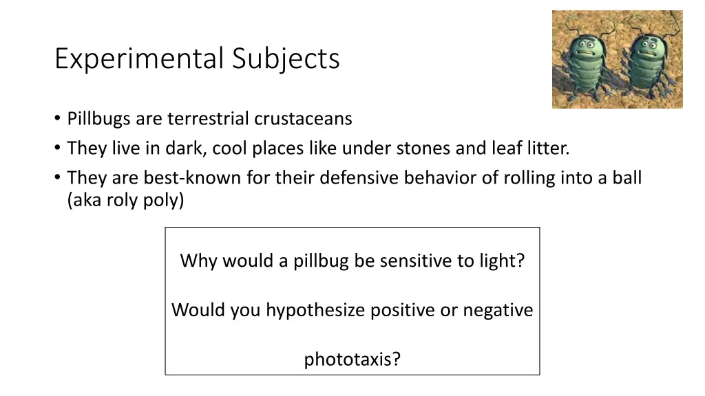 experimental subjects