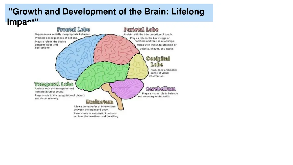 growth and development of the brain lifelong 2