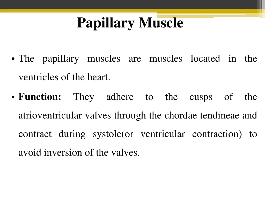 papillary muscle