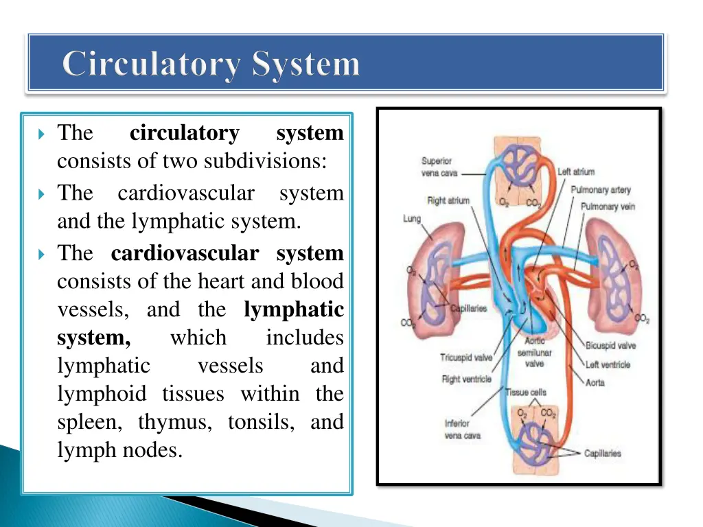 circulatory