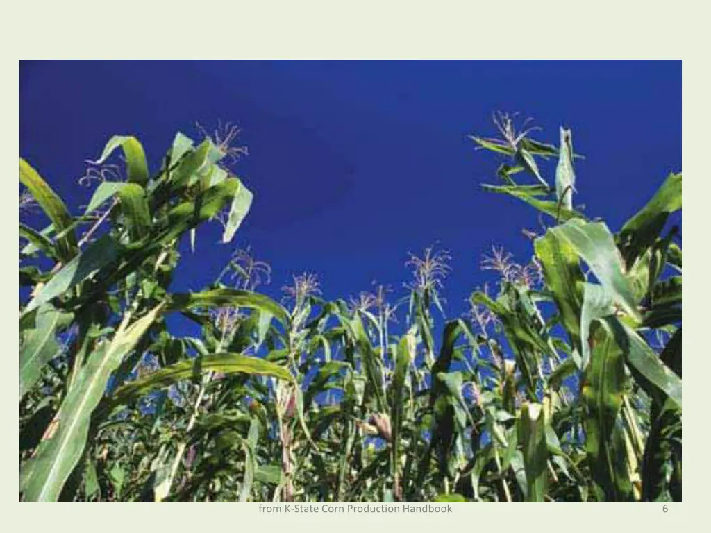 from k state corn production handbook