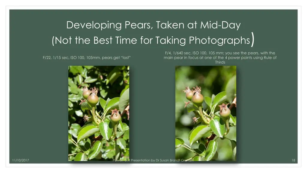 developing pears taken at mid day not the best