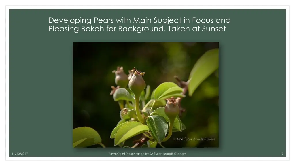 developing pears with main subject in focus