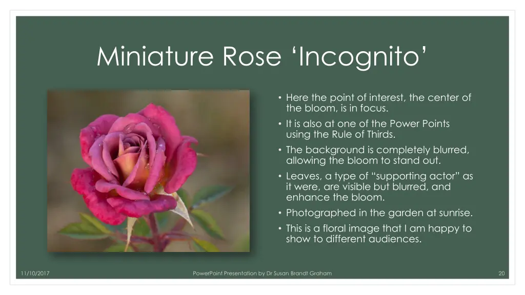 miniature rose incognito 1