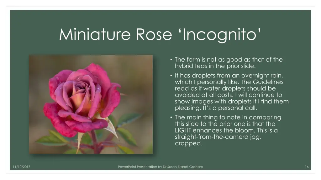 miniature rose incognito