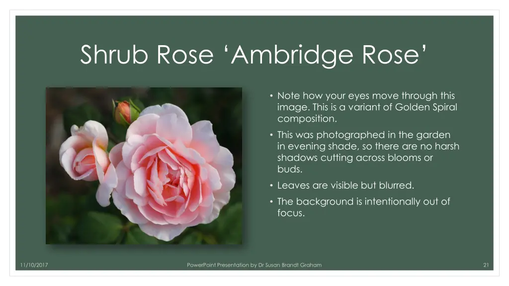 shrub rose ambridge rose