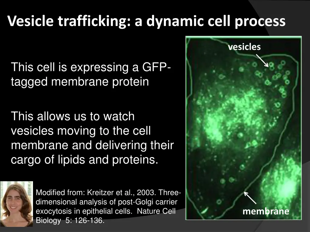 vesicle trafficking a dynamic cell process