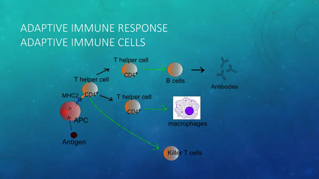 adaptive immune response adaptive immune cells
