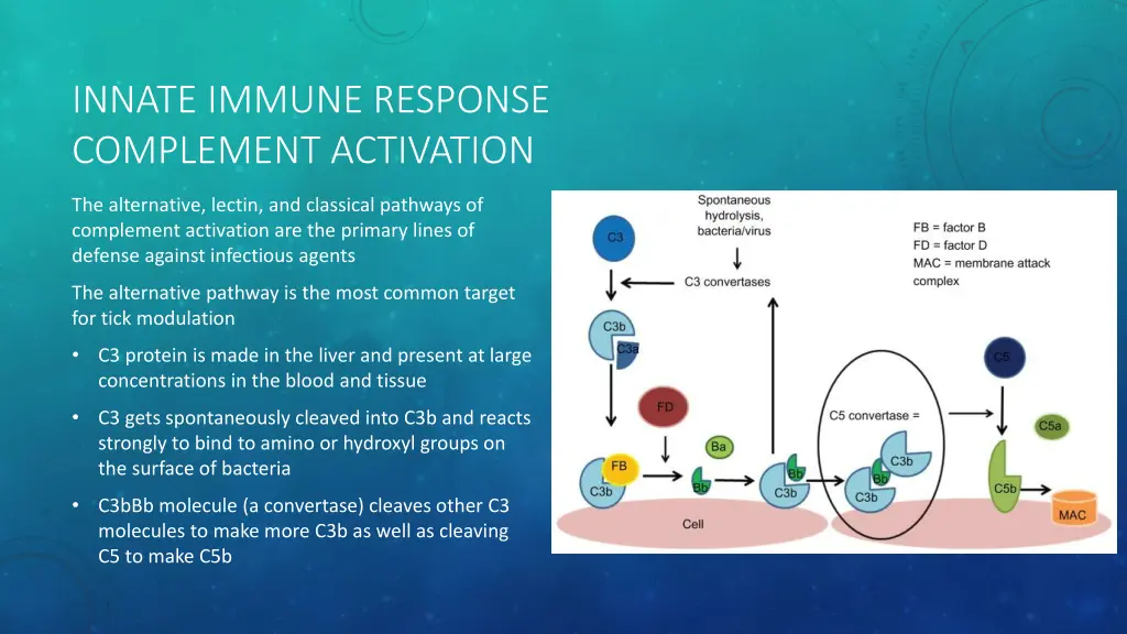 innate immune response complement activation