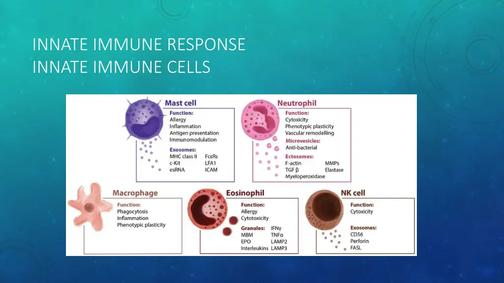 innate immune response innate immune cells