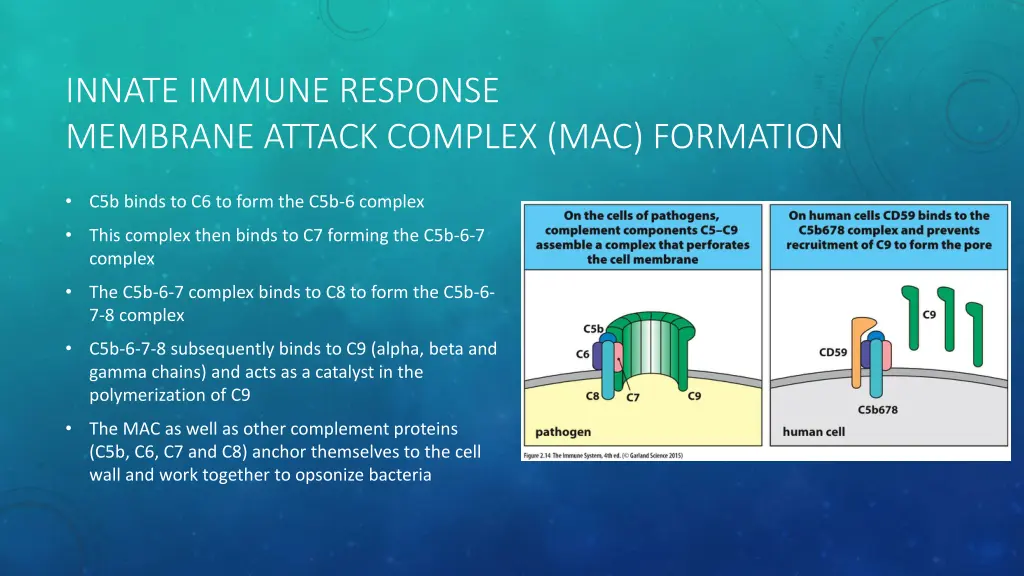 innate immune response membrane attack complex