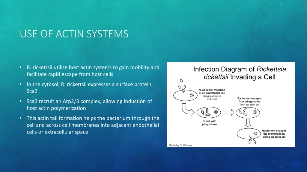 use of actin systems
