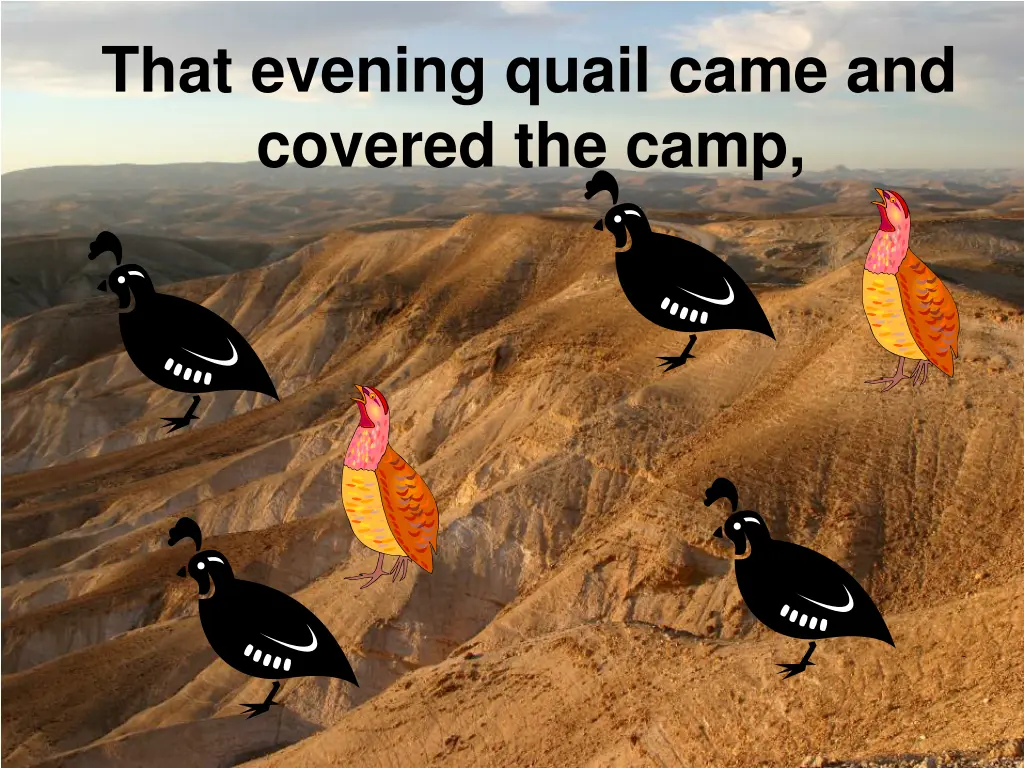 that evening quail came and covered the camp