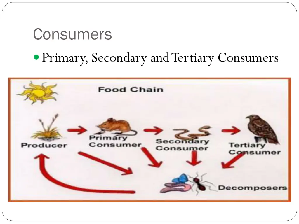 consumers primary secondary and tertiary consumers