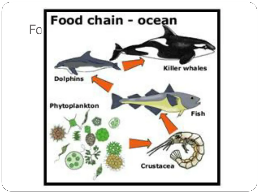 food chains