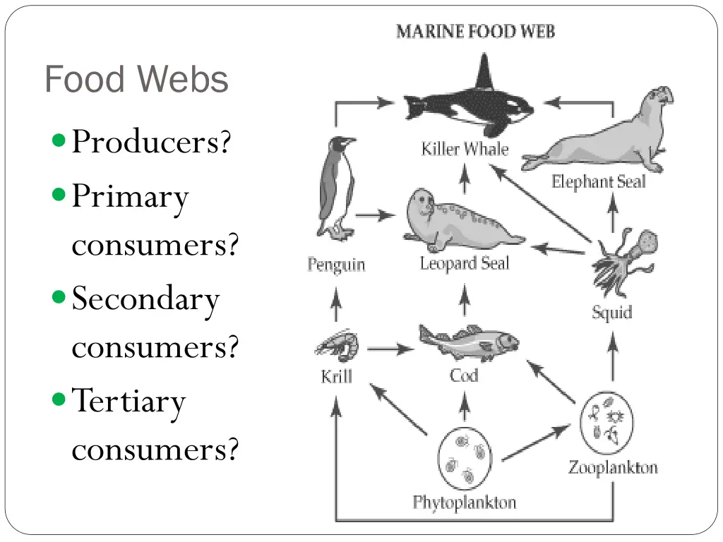 food webs