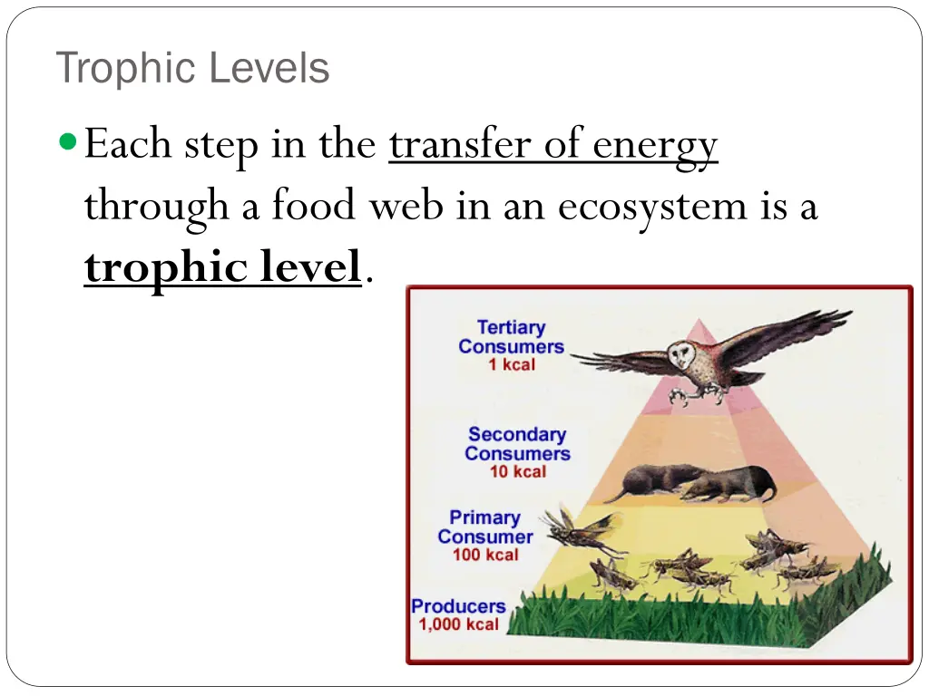trophic levels