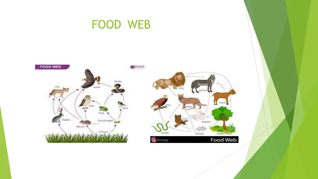 food web 1