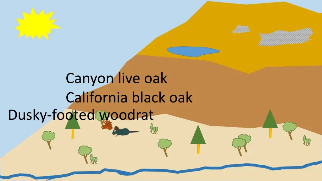 canyon live oak california black oak dusky footed