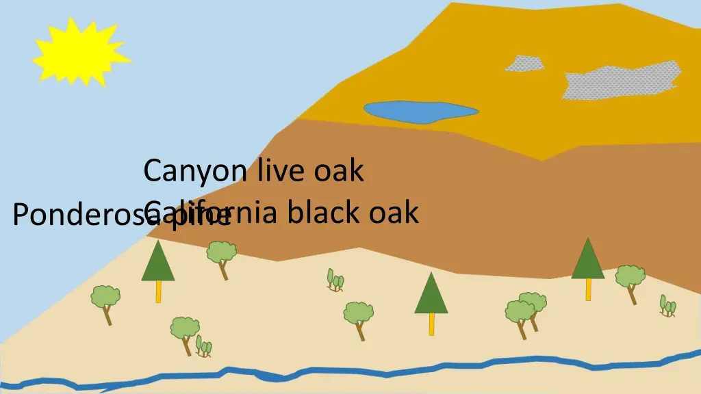 canyon live oak california black oak