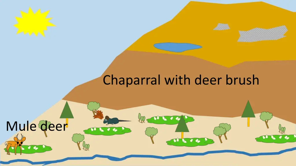 chaparral with deer brush 1