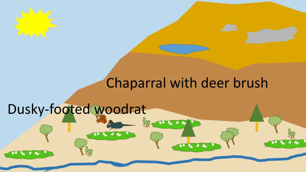 chaparral with deer brush