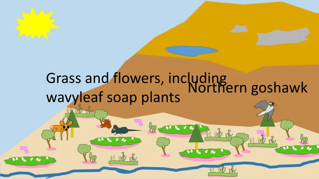 grass and flowers including wavyleaf soap plants