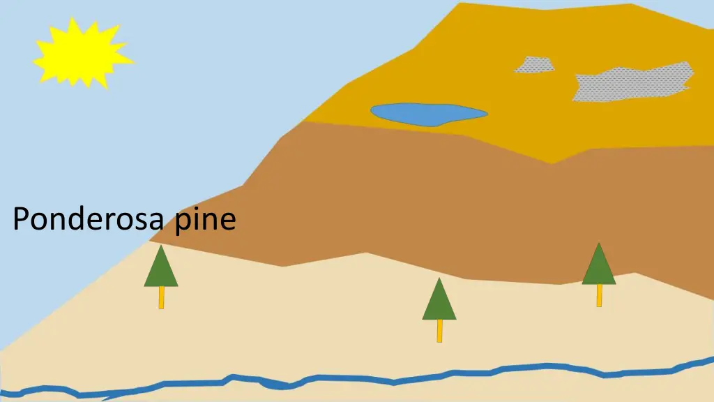 ponderosa pine