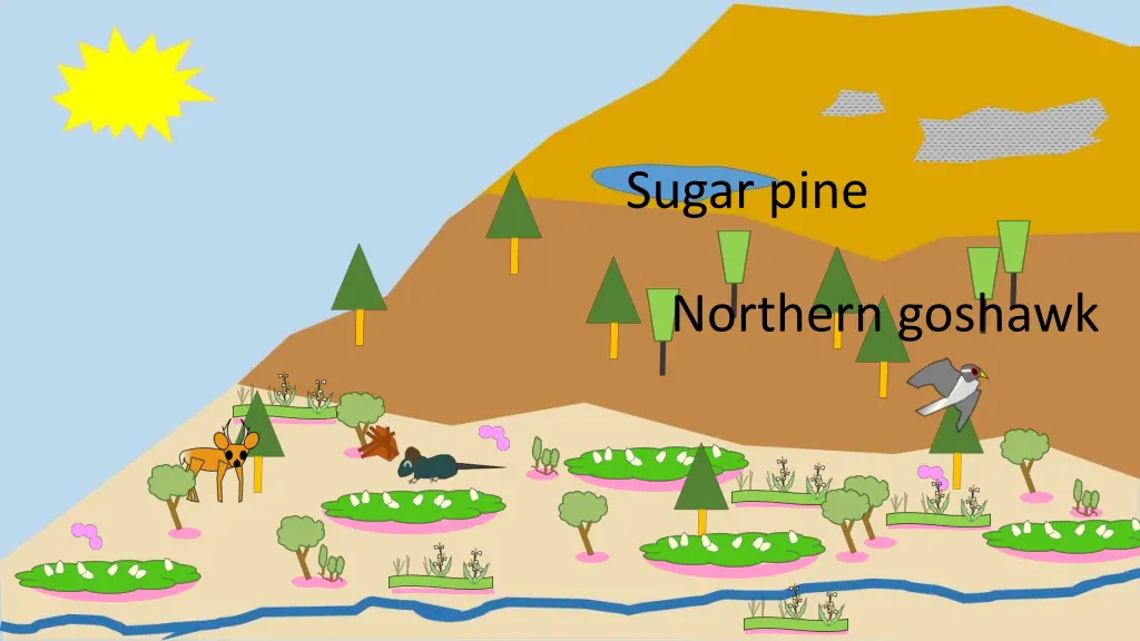 sugar pine