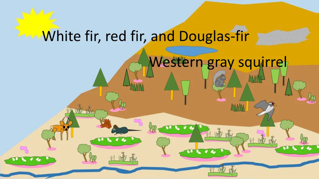 white fir red fir and douglas fir 1