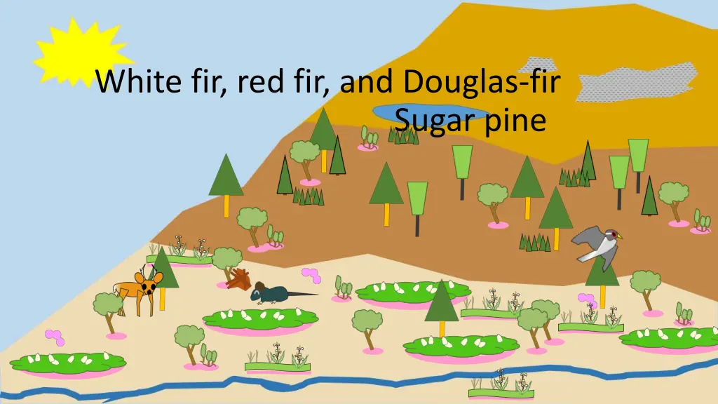white fir red fir and douglas fir