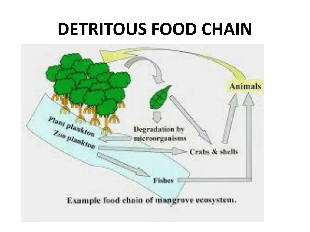 detritous food chain