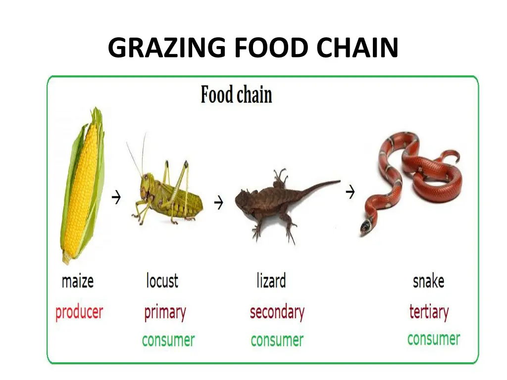 grazing food chain