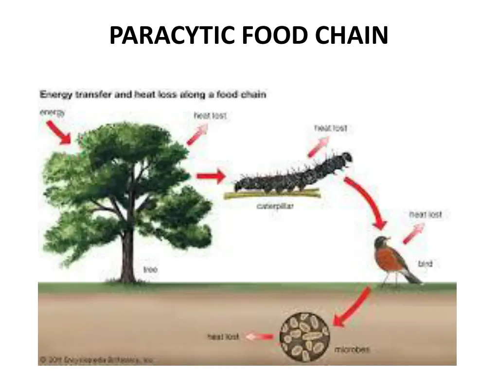 paracytic food chain