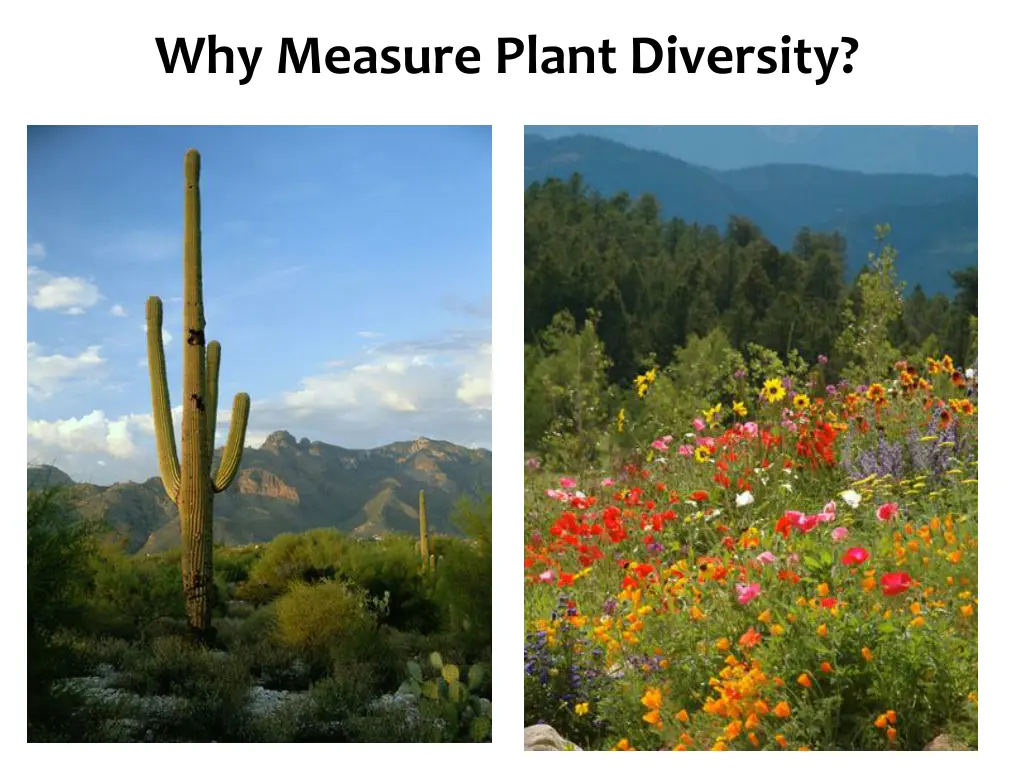 species diversity