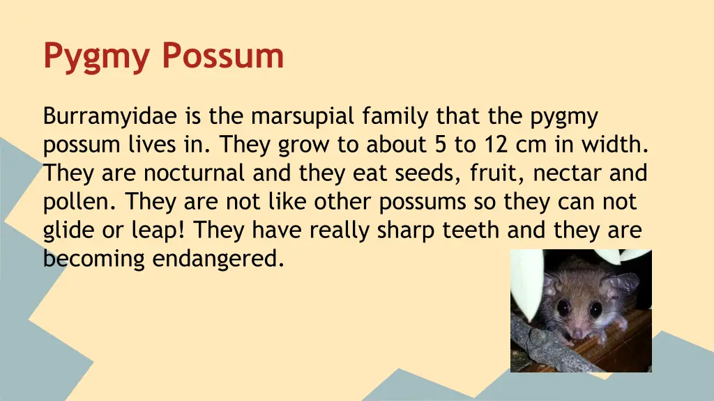 pygmy possum