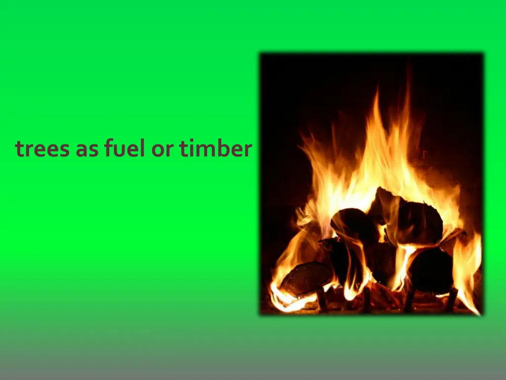 trees as fuel or timber