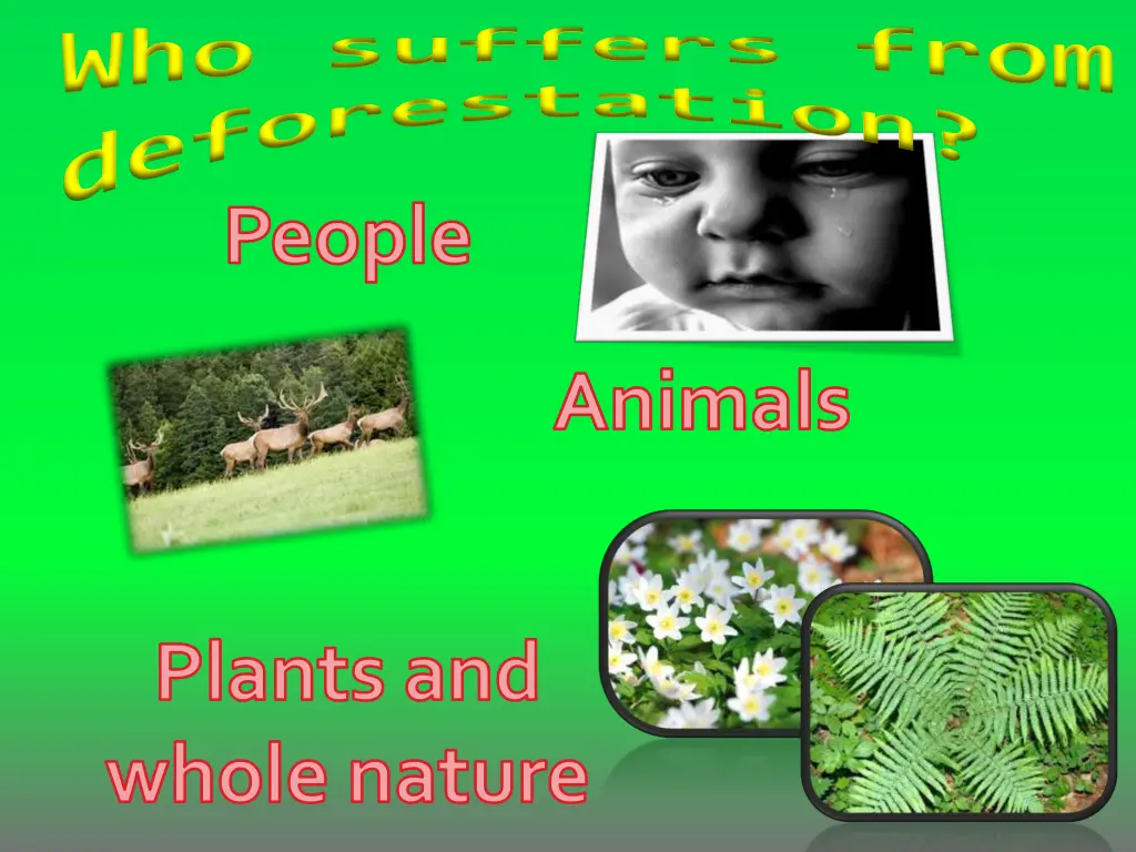 who suffers from deforestation