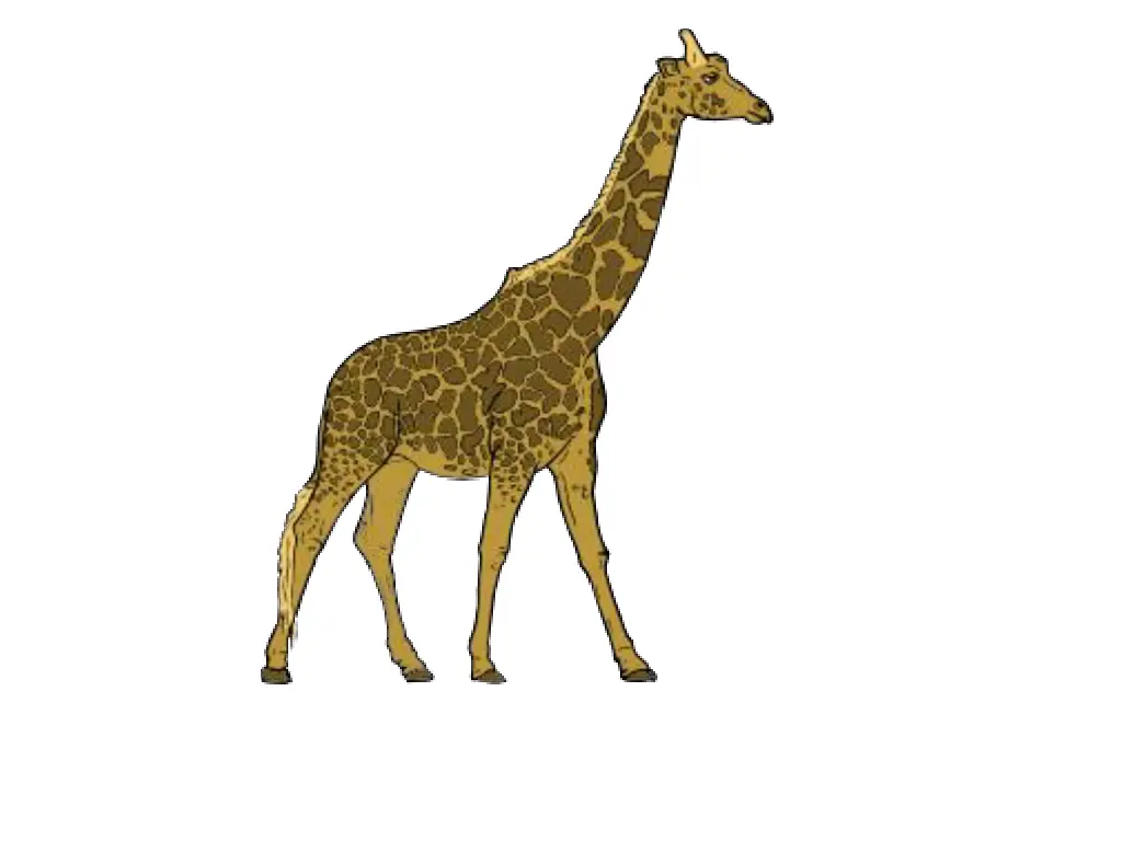 giraffe clip art