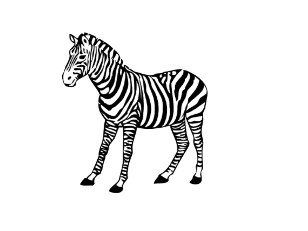zebra clip art