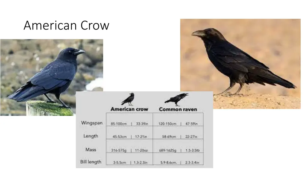 american crow