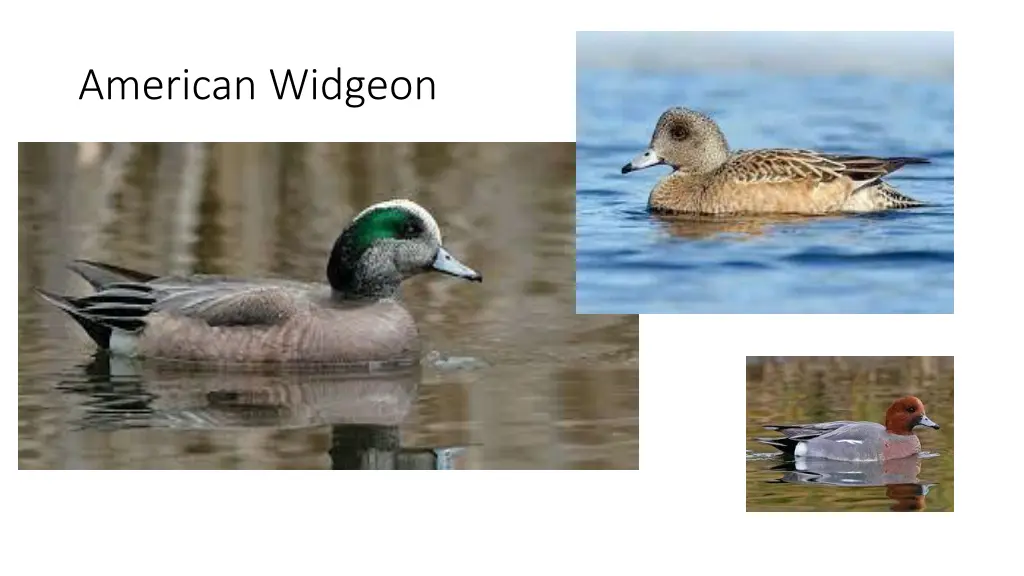 american widgeon