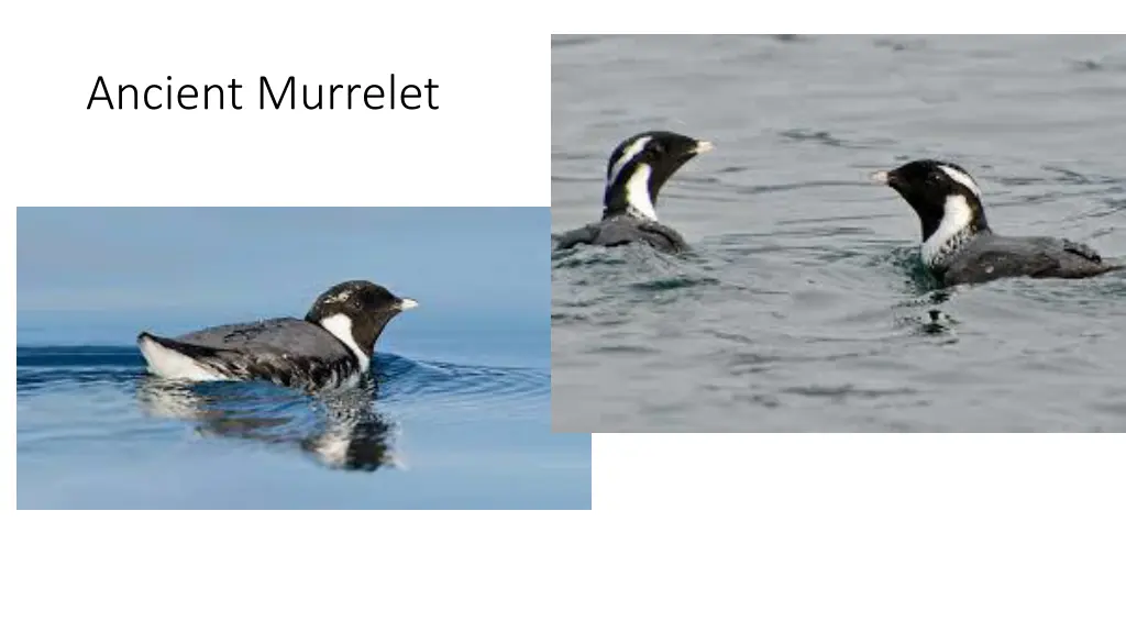 ancient murrelet