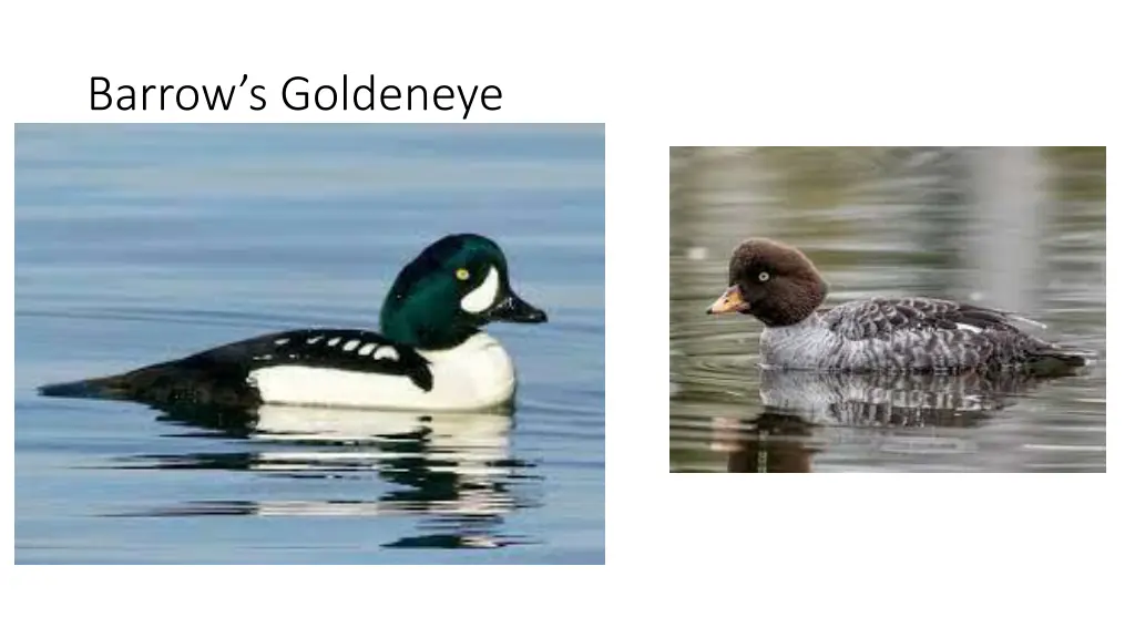 barrow s goldeneye