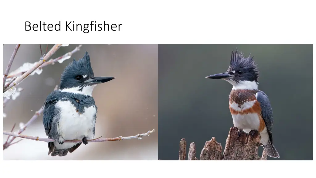 belted kingfisher