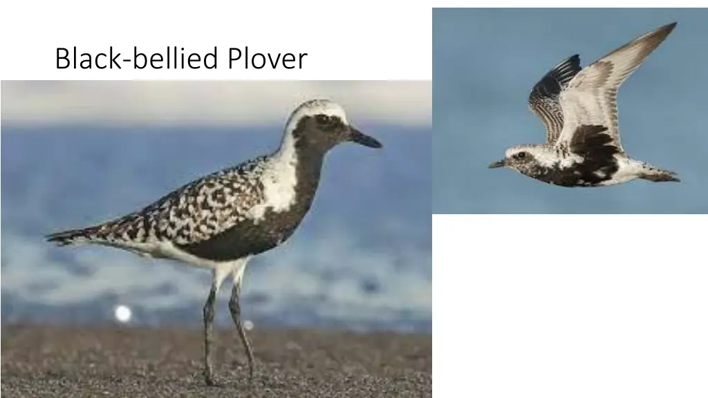 black bellied plover