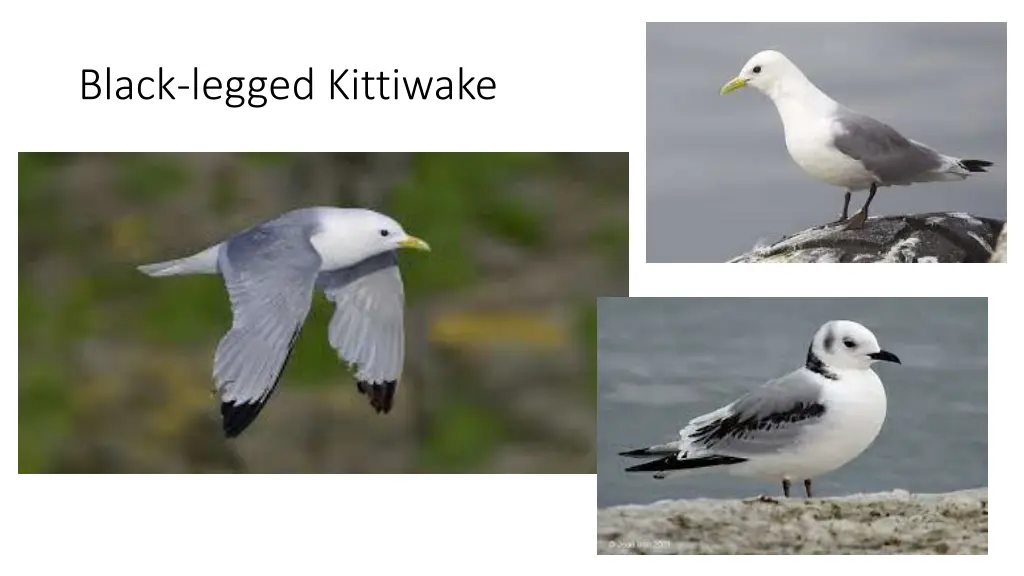 black legged kittiwake