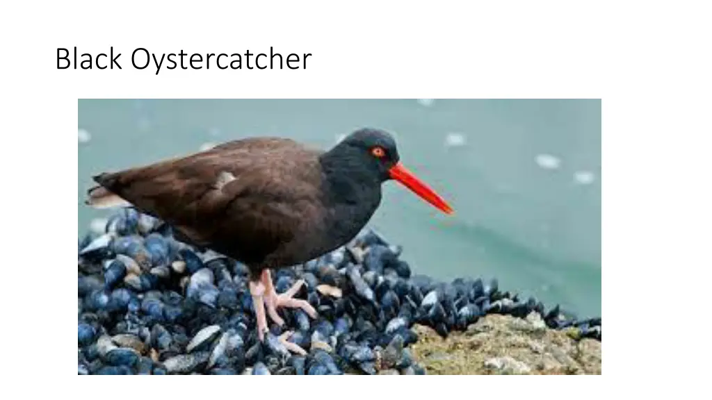 black oystercatcher