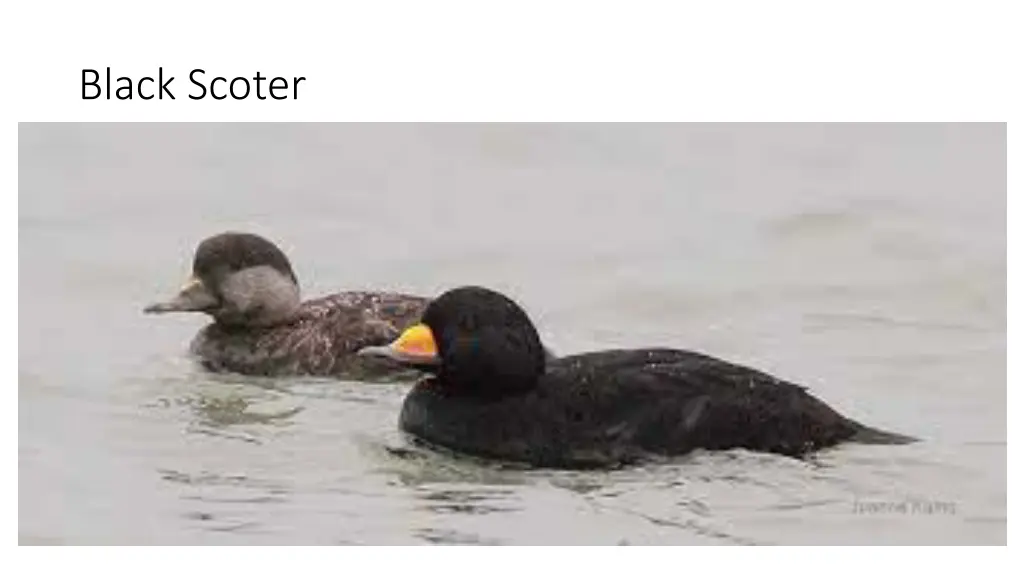 black scoter